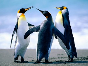 Pinguine in freier Wildbahn